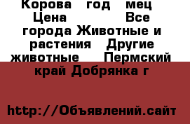 Корова 1 год 4 мец › Цена ­ 27 000 - Все города Животные и растения » Другие животные   . Пермский край,Добрянка г.